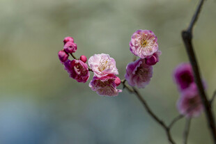 娇艳绽放的粉色梅花