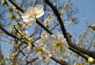 枝头绽放的洁白梅花