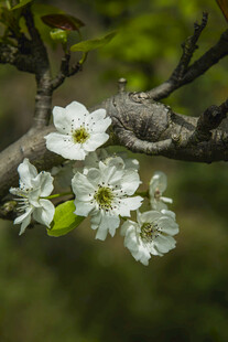 枝头绽放的洁白梨花