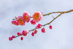 枝头绽放的粉嫩梅花