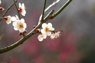枝头绽放的素雅白梅花