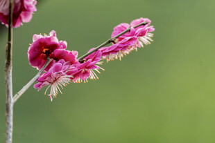 粉色绽放花枝特写