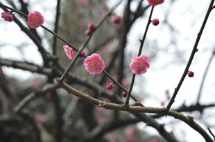 枝头绽放的粉嫩梅花