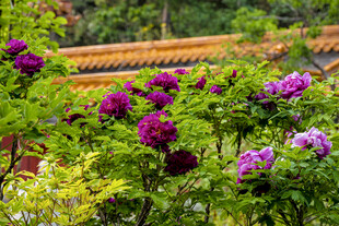 故宫旁绽放的多彩花卉