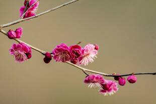 枝头绽放的娇艳粉色梅花
