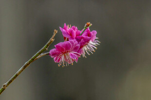 一枝娇艳的粉色花朵