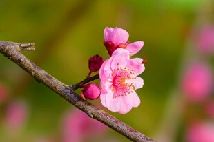 枝头绽放的娇艳粉色花朵
