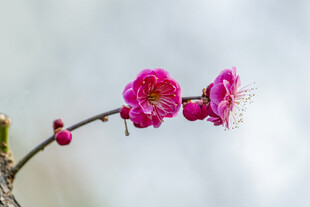 娇艳红梅枝头绽放