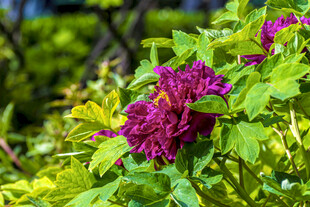 娇艳紫牡丹绽放绿叶间