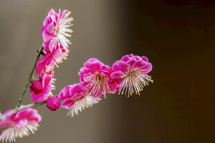粉色绽放花枝特写