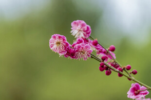 枝头绽放的粉嫩梅花