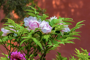 娇艳牡丹绽放绿意间