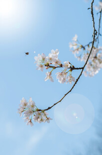 蓝天映衬下的烂漫樱花枝