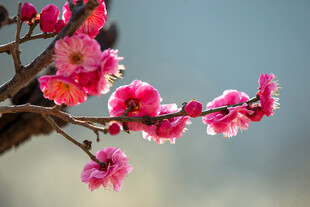 枝头绽放的娇艳粉色梅花