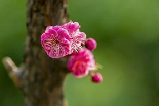 枝头绽放的娇艳粉色梅花