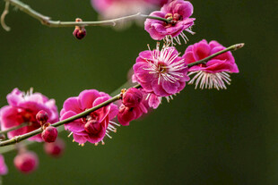 娇艳绽放的粉色梅花枝