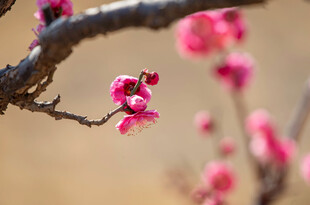 枝头绽放的粉嫩梅花