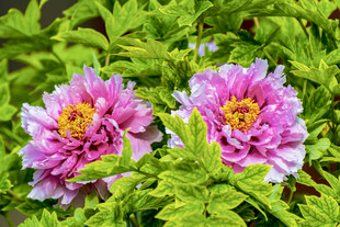 两朵娇艳盛开的粉色牡丹