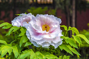娇艳盛开的粉白色牡丹花