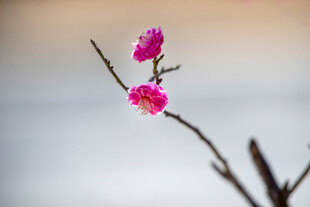 一枝娇艳红梅绽放