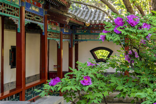 中式庭院繁花点缀一角