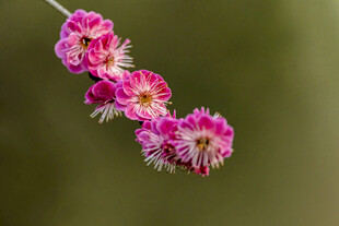 粉色娇艳花枝特写