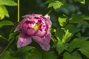 娇艳盛开的粉色牡丹花