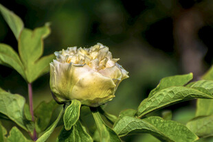 含苞待放的黄牡丹