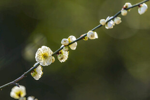枝头绽放的素雅白色小花