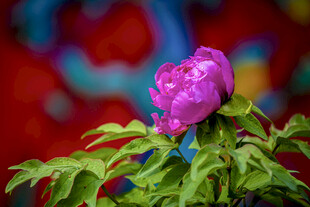 娇艳绽放的紫色牡丹