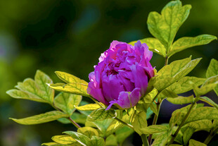 娇艳紫牡丹绽放绿叶间