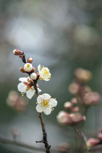 枝头绽放的素雅白梅花
