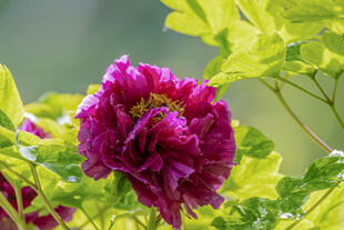 娇艳紫牡丹绽放绿叶间