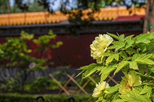 墙边翠绿绣球花