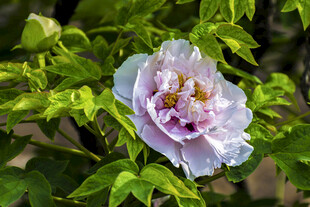 娇艳绽放的粉紫色牡丹花