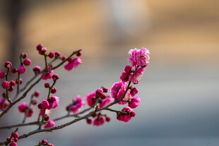 枝头绽放的娇艳粉色花朵