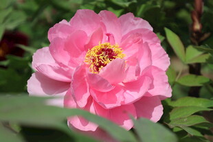 娇艳盛开的粉色牡丹花