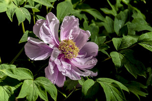 娇艳绽放的紫色牡丹花