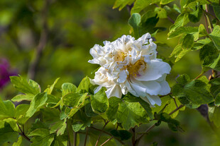 白牡丹绽放于绿叶间