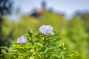 两朵绽放的美丽紫色花朵