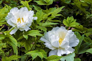 两朵绽放的白色花卉