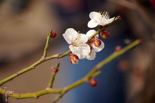枝头绽放的美丽杏花