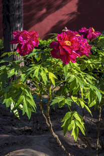 娇艳盛开的红色牡丹花