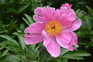 娇艳粉色芍药花