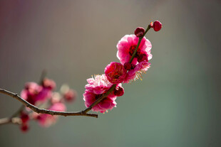 娇艳红梅枝头绽放