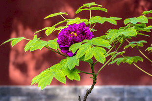 枝头紫花绿叶相映成趣