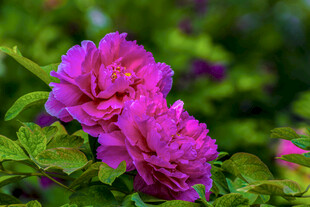 娇艳盛开的两朵紫牡丹花