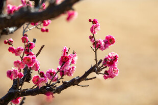 枝头绽放的娇艳粉色花朵