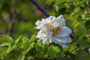 白色绽放的娇艳花朵