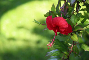 娇艳红扶桑绽放绿叶间